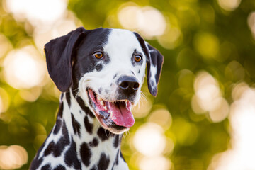 portrait of dalmatian