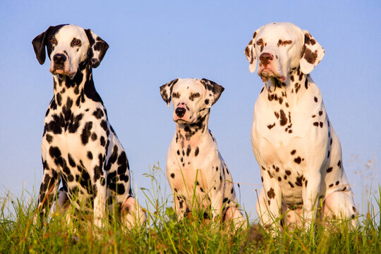 group of dalmatians in front of blue sky