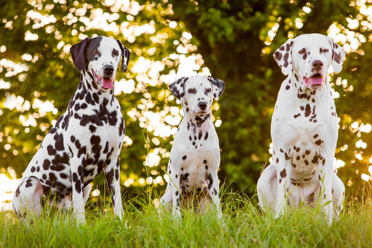trio of dalmatians