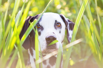 dalmatian peeking through grass