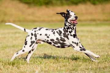 dalmatian running with ears flying