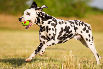 dalmatian running with ball