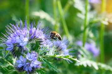 Bee and flower phacelia. Flying bee collecting pollen from phacelia on a sunny bright day. Phacelia tanacetifolia (lacy). Summer and spring backgrounds