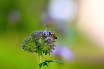 Bee and flower phacelia. Close up of a large striped bee collects honey from phacelia. Phacelia tanacetifolia (lacy). Summer and spring backgrounds