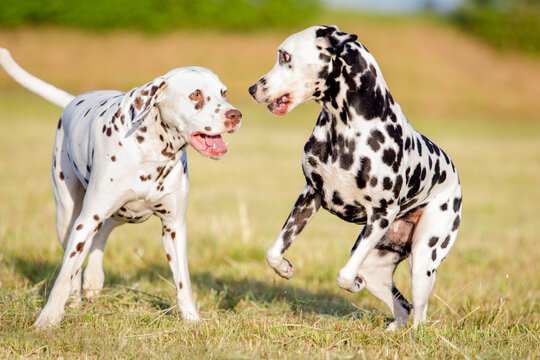 Dalmatians Playing