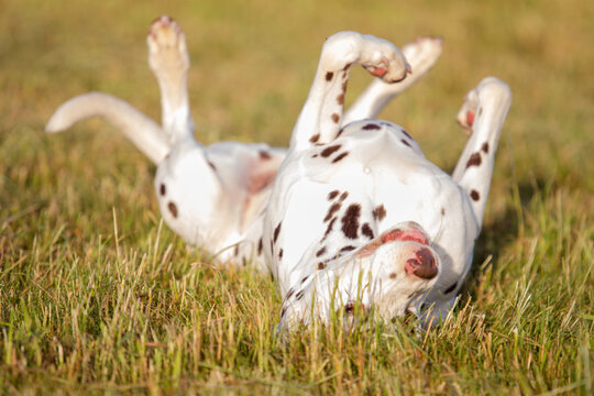 Dog Rolling In Grass