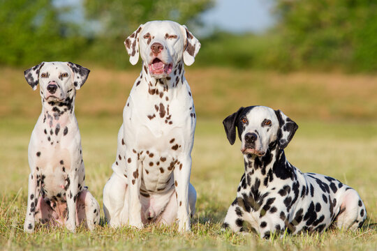 trio of dalmatians