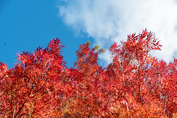 The blazing red leaves of the narrow leaved ash, Fraxinus angustifolia taken underneath, contrasting with the blue autumn sky and fluffy white cloud