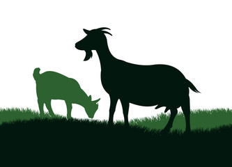 Goat with kid grazing on meadow hills. Picture silhouette. Farm pets. Animals for milk and dairy products. Isolated on white background. Vector