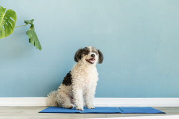 Cute mixed breed dog sitting on cool mat looking up on blue wall background