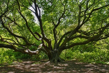tree in the forest