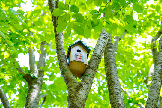木の上の鳥の家 