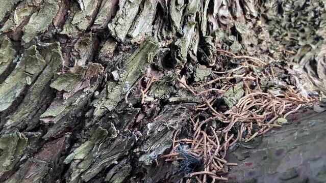 Colonie de fourmis sur un tronc d'arbre dans les C&eacute;vennes, Occitanie