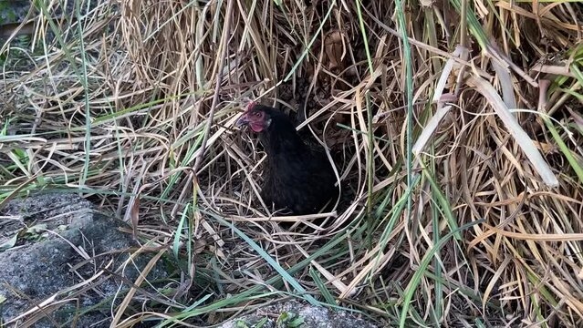 Poule noire dans les C&eacute;vennes