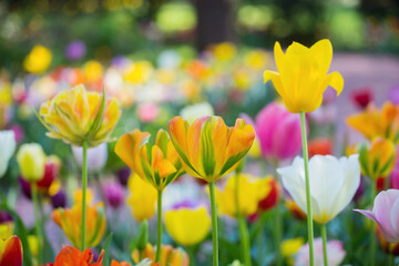 Fototapeta na wymiar Tulips on a tulip field