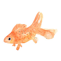 Hand drawn watercolor goldfish illustration isolated on white background. Carp fish pet clipart for greeting cards, logo, kids design, print