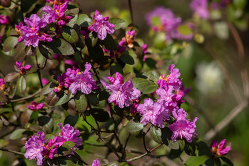 The beginning of flowering of pink rhododendron. Spring flowers. Selective focus, blurred background.