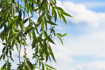 Tree branches in the foreground. Green leaves against the blue sky.