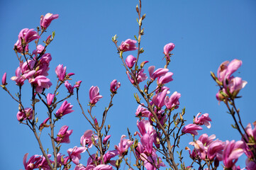 Magnolia blooms in the garden in spring