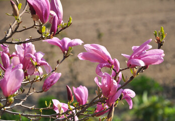 Magnolia blooms in the garden in spring