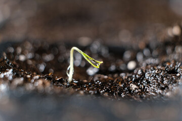 Growing tomatoes from seeds, step by step. Step 4 - the first sprout.