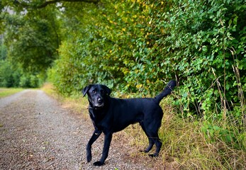 Black labrador dog on an adventure