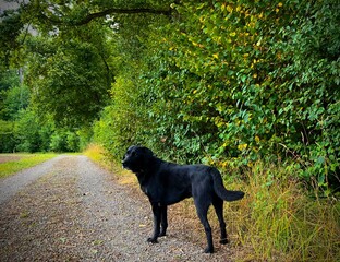 Black labrador retriever dog on the grass