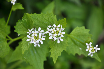 Garlic mustard (Alliaria petiolata) grows in the wild