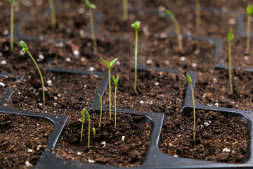 Growing tomatoes from seeds, step by step. Step 6 - many sprouts sprouted.