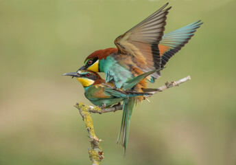 Rainbow Bees mate on a tree branch. The bird comes from a bird family called Meropidae and is found in Turkey.