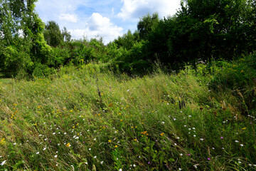 Blumenwiese in einer Lichtung am Waldrand - Wuppertal-Vohwinkel, Bergisches Land