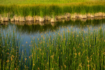 Tall Reeds and Grasses Along The Lamar River In Yellowstone