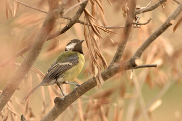 carbonero comun entre arbustos (Parus Major)