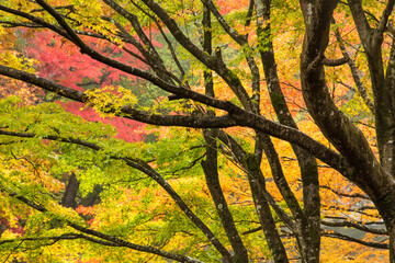 Colorful maple trees in autumn season, Japan