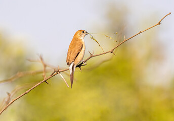 Silver Bill resting on a bush