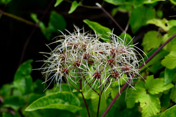 Old man's beard, Traveller's joy // Gewöhnliche Waldrebe (Clematis vitalba)