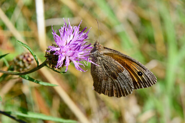 Meadow brown (Maniola jurtina) // 
Großes Ochsenauge (Maniola jurtina) an Wiesenflockenblume