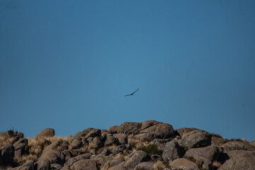 Cordor en vuelo sobre las montañas