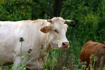 A herd of cows is grazing in a forest clearing.