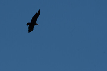 Cordor en vuelo sobre las montañas
