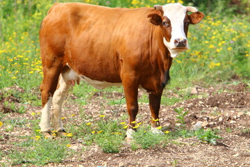 A herd of cows is grazing in a forest clearing.