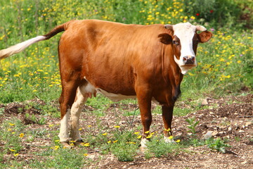 A herd of cows is grazing in a forest clearing.
