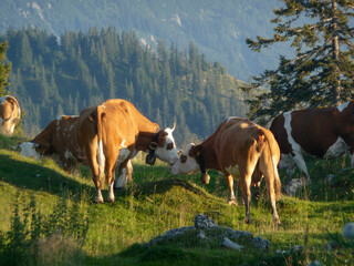 Fototapeta na wymiar Herd of cows in Austrian Alps