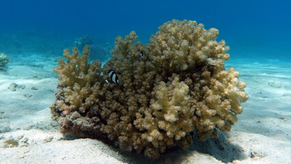 Beautiful coral reefs of the Red Sea.