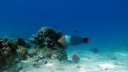 Fototapeta na wymiar Beautiful fish on the Red Sea reef. 