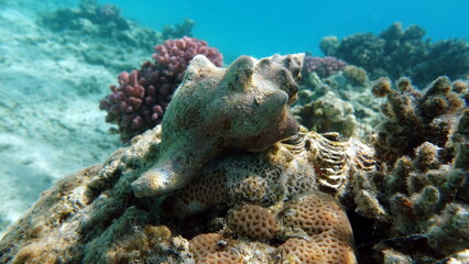 Beautiful coral reefs of the Red Sea.