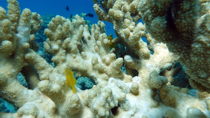 Beautiful fish on the Red Sea reef.
	
