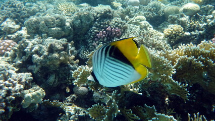 Beautiful fish on the Red Sea reef.
