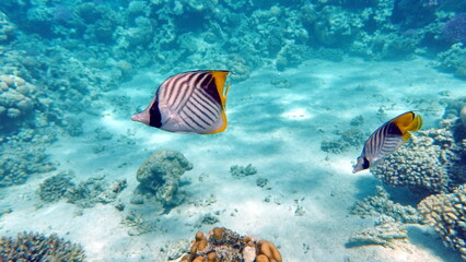 Obraz na płótnie Canvas Beautiful fish on the Red Sea reef. 