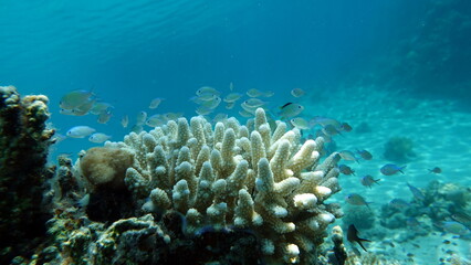 Colorful tropical fish on a coral reef, amazingly beautiful fairy world. In the coral gardens of the Red Sea.